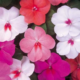 Touch-Me-Not Flowers – Impatiens walleriana