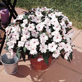 New Guinea Impatiens – Impatiens hawkeri