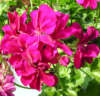 Ivy Geranium – Pelargonium peltatum