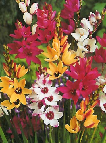 African Corn Lily – Ixia spp.