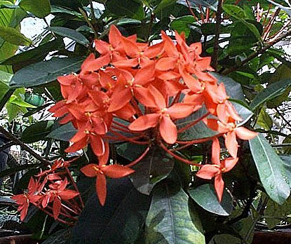 Jungle Geranium – Ixora spp.