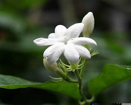 Jasmine – Jasminum spp.