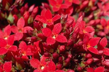 Kalanchoe – Kalanchoe blossfeldiana