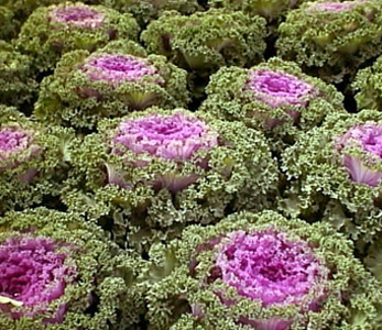 Ornamental Cabbage – Brassica oleracea var. acephala