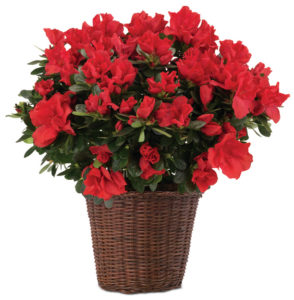 Red Azalea Plant in Basket