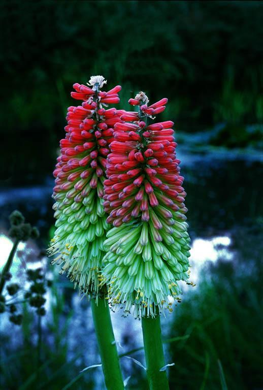 Torch Lily – Kniphofia spp.