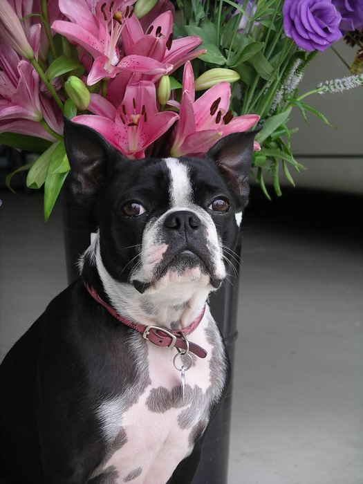 Happily posing with the lilies, lisianthus & veronica