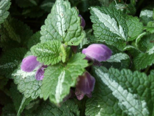 Dead Nettle – Lamium maculatum