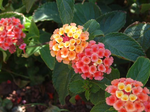 Lantana – Lantana montevidensis