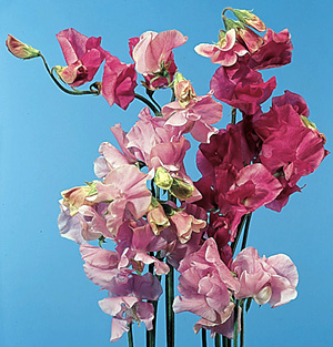 Sweet Pea – Lathyrus odoratus