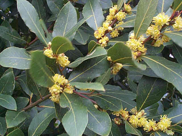 Sweet Bay – Laurus nobilis