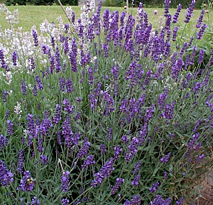 Lavender – Lavandula spp. (mostly L. angustifolia)