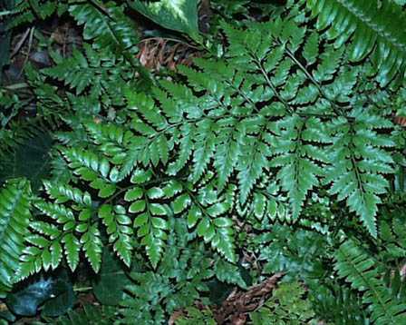 Leatherleaf Fern – Rumohra adiantiformis