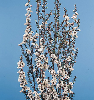 Leptospermum – Leptospermum scoparium and L. spp.