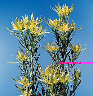 Leucodendron – Leucadendron spp. or Leucodendron spp.