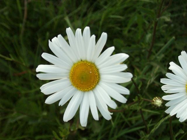 Ox-Eyed Daisy – Leucanthemum vulgare