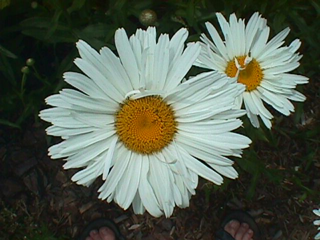 Shasta Daisy – Leucanthemum X superbum