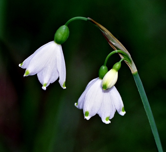 Summer Snowflake – Leucojum aestivum