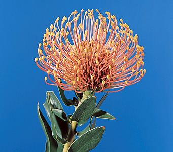 Pincushion – Leucospermum spp.