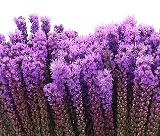 Blazing Stars Vibrant Purple Liatris