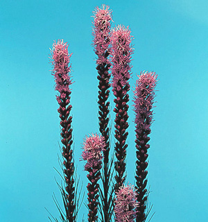 Gayfeather – Liatris spicata  or L. pycnostachya