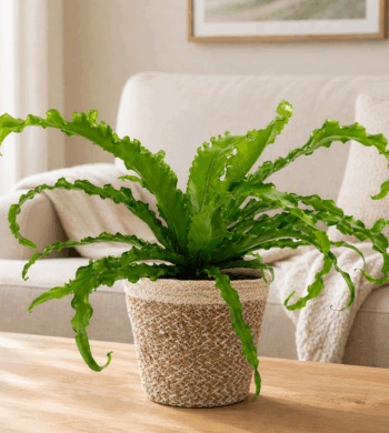 Japanese Birds Nest Fern (Pet Friendly)