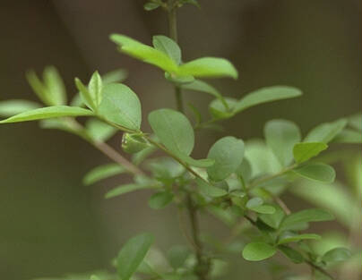 Privet – Ligustrum spp. (L. obtusifolium is very common)