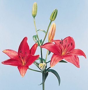 Asiatic Lily – Lilium spp. (Asiatic types)