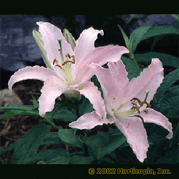 Lily – Lilium spp.