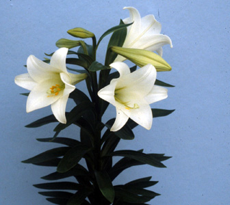 Easter Lily – Lilium longiflorum