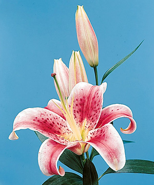 Oriental Lily – Lilium spp. (Oriental types)