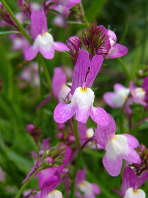 Spurred Snapdragon – Linaria maroccana