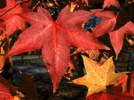 Sweet Gum – Liquidambar styraciflua