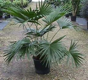 Fan Palm – Livistona chinensis