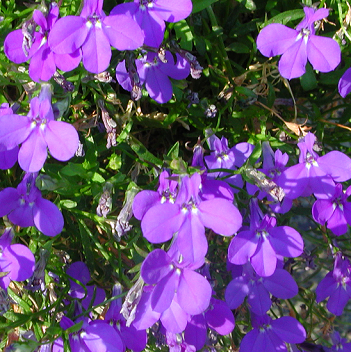 Edging Lobelia – Lobelia erinus