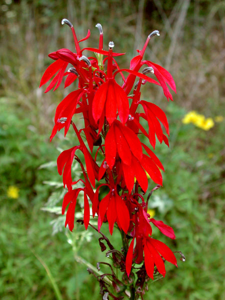 Cardinal Flower – Lobelia cardinalis