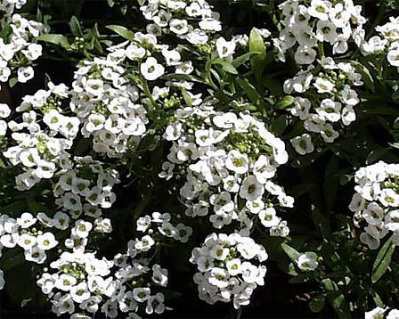 Sweet Alyssum – Lobularia maritima