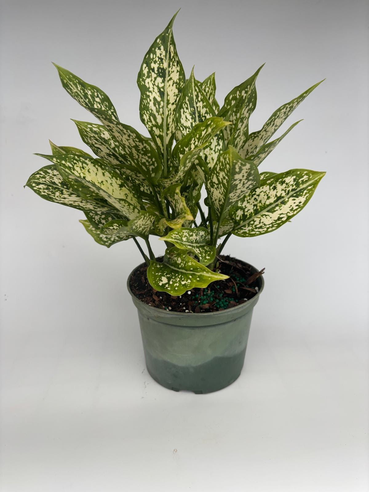 Lucky Charm Green & White Aglaonema