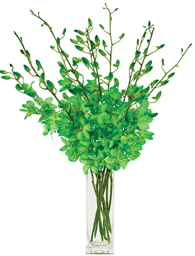 Lucky Day Green Dendrobiums Lucky Day Green Dendrobiums