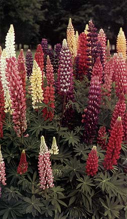 Lupine – Lupinus spp.