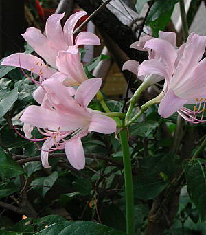 Resurrection Lily – Lycoris squamigera