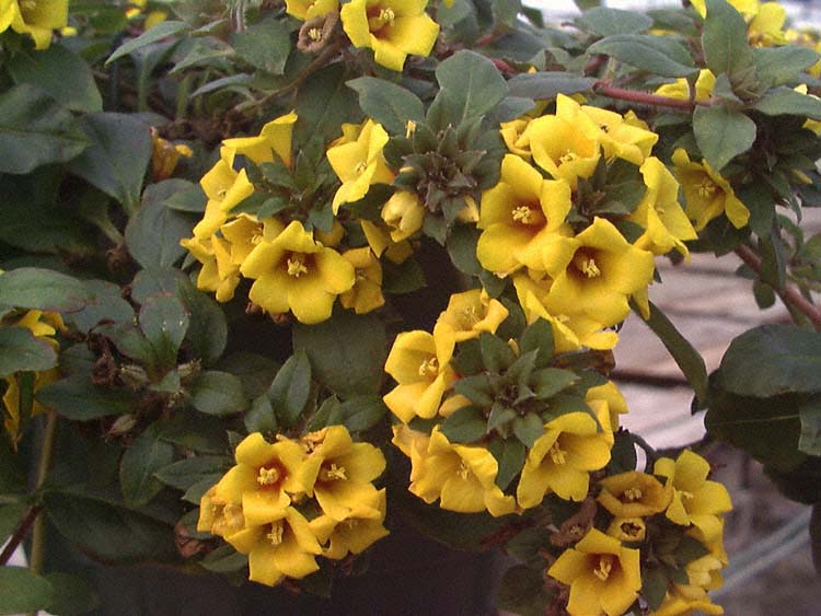 Golden Globes – Lysimachia  congestiflora (L. procumbens)