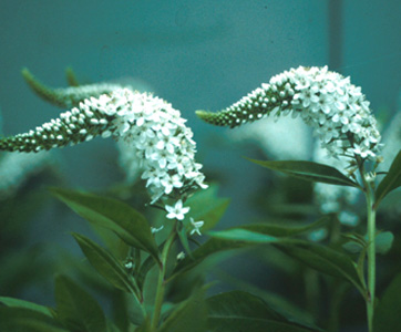 Lysimachia – Lysimachia clethroides