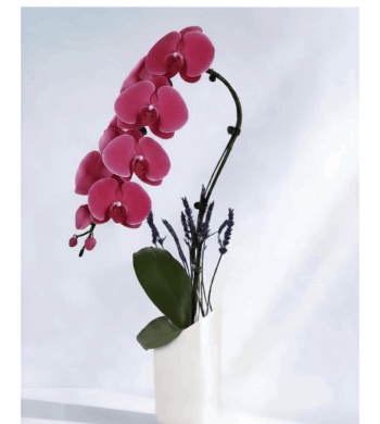 Magenta Swan Orchid (top seller)