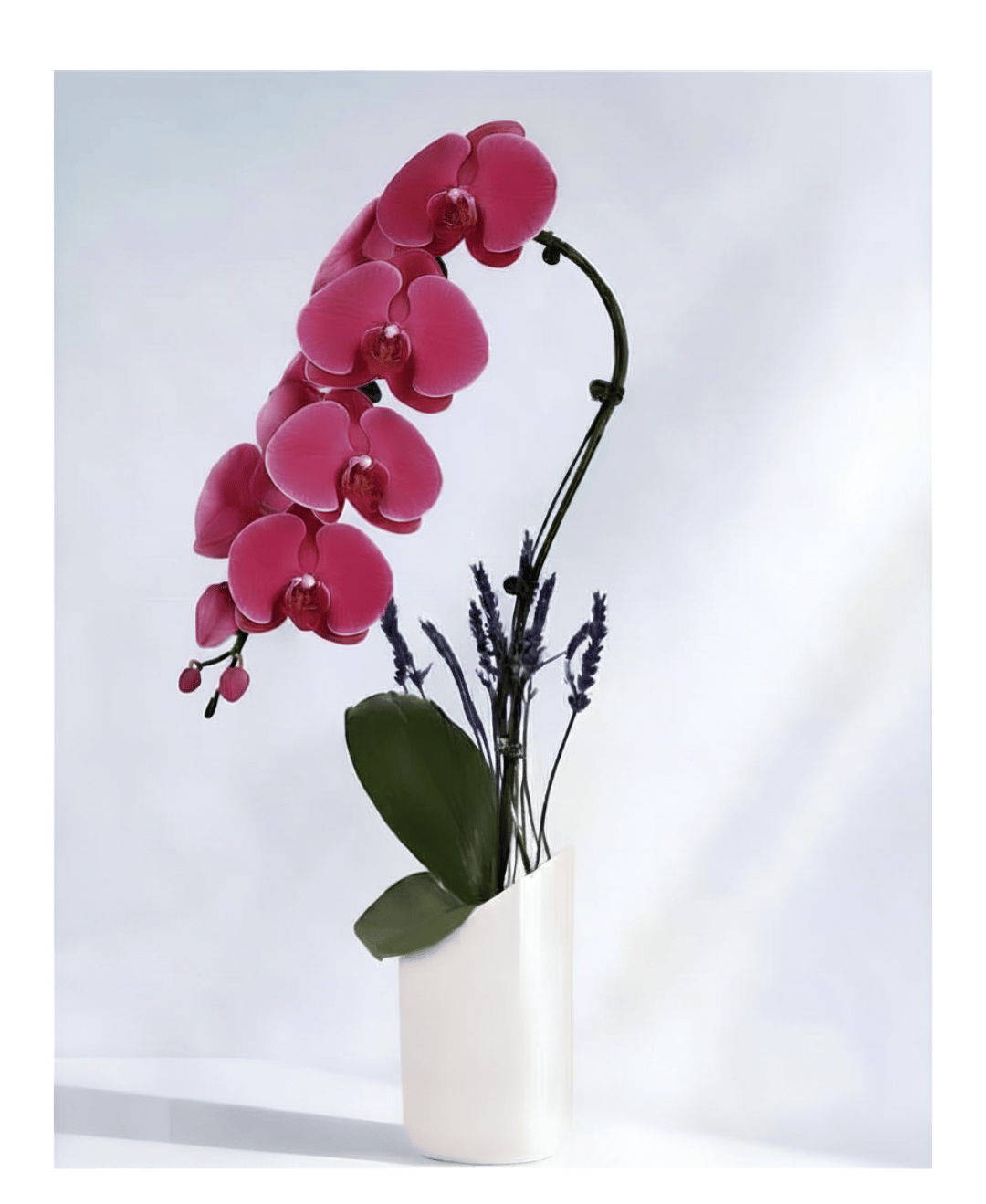 Magenta Swan Orchid (top seller)