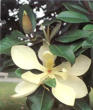 Large-Flowered Magnolia - Magnolia Grandiflora