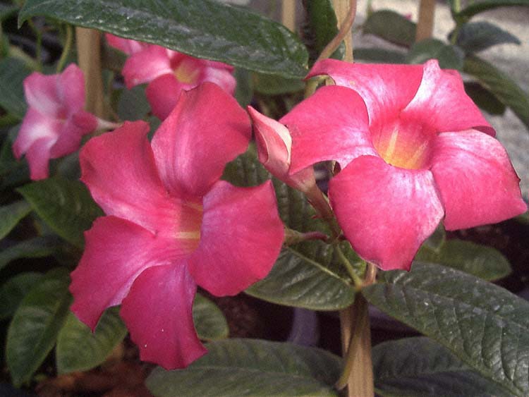 Dipladenia and Chilean Jasmine – Mandevilla X amabilis and M. laxa