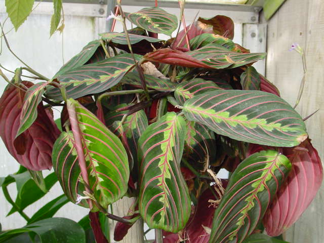 Prayer Plant – Maranta leuconeura