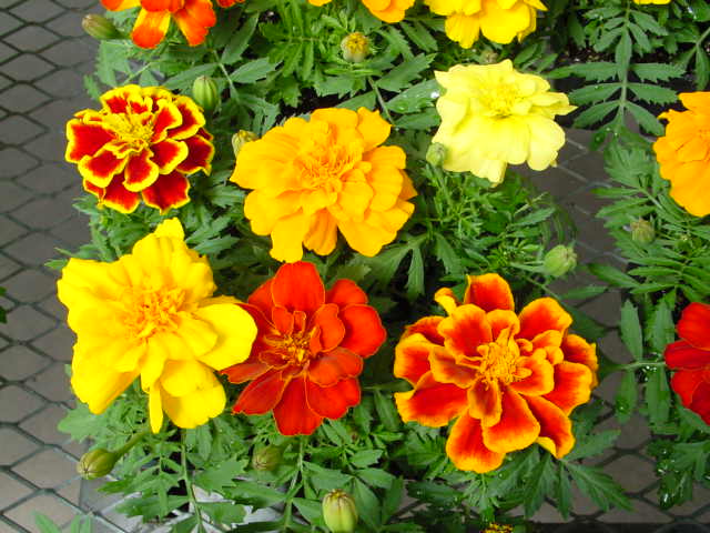 French Marigold – Tagetes patula