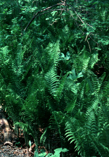 Ostrich Fern – Matteuccia struthiopteris